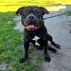 adoptable Dog in Long Beach, CA named *GUINNESS