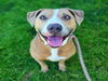 adoptable Dog in Long Beach, CA named *PINACOLADA