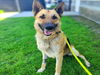 adoptable Dog in Long Beach, CA named *JEREMIAH