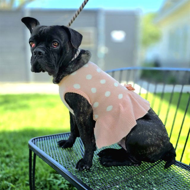 adoptable Dog in Long Beach, CA named *RUTABAGA