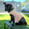 adoptable Dog in Long Beach, CA named *RUTABAGA