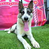 adoptable Dog in Long Beach, CA named *FRISBEE