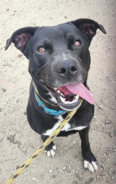 adoptable Dog in Long Beach, CA named SHEEBA