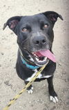 adoptable Dog in Long Beach, CA named SHEEBA