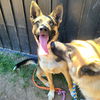 adoptable Dog in Long Beach, CA named *MALAIKA