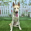 adoptable Dog in Long Beach, CA named *RABBIT