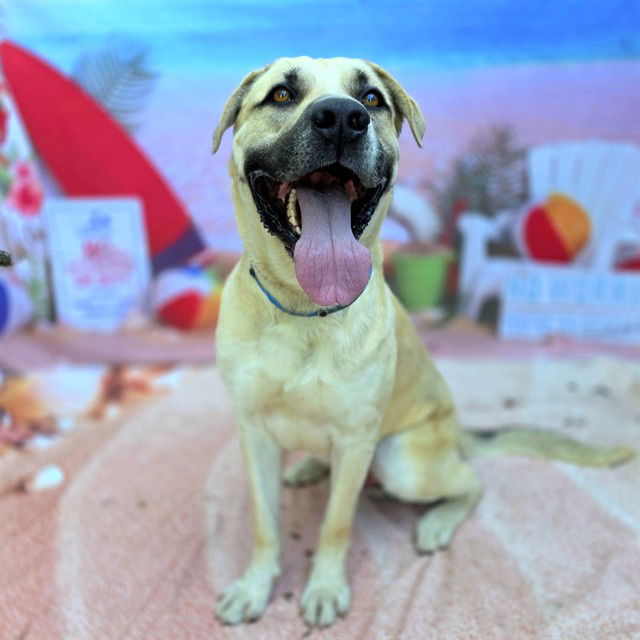 adoptable Dog in Long Beach, CA named *GRIER