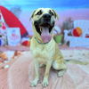 adoptable Dog in  named *GRIER