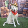 adoptable Dog in  named *GRAYSON