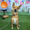 adoptable Dog in Long Beach, CA named SADIE