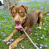 adoptable Dog in Long Beach, CA named RED