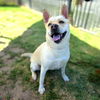adoptable Dog in Long Beach, CA named *PAISLEY