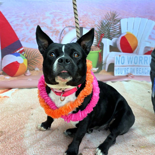 adoptable Dog in Long Beach, CA named *LUAU