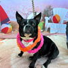 adoptable Dog in Long Beach, CA named *LUAU