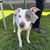 adoptable Dog in Long Beach, CA named RUCA