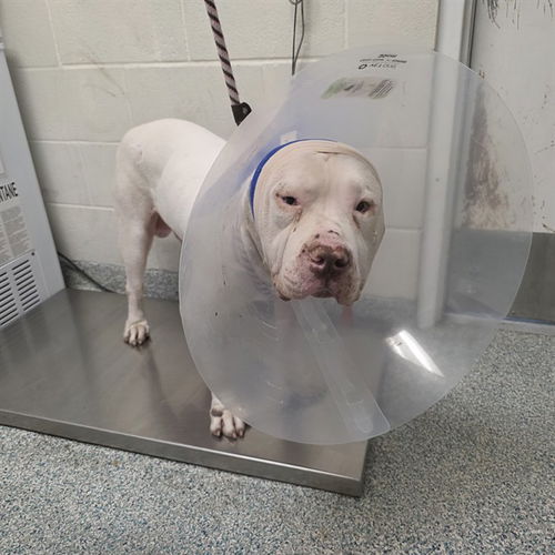 picture of the dog needing adoption