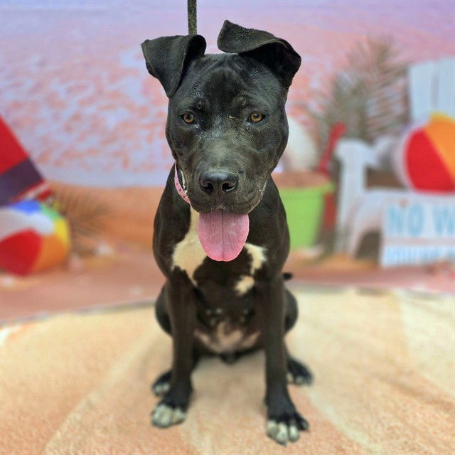 adoptable Dog in Long Beach, CA named *THYME