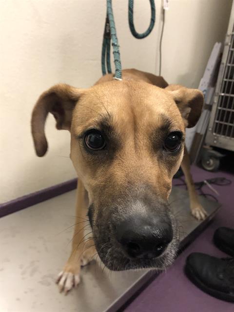 picture of the dog needing adoption