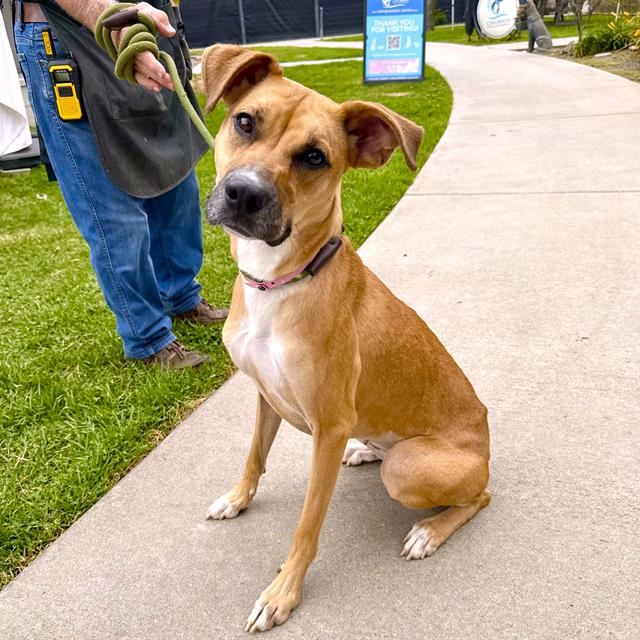 adoptable Dog in Long Beach, CA named NALA