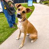 adoptable Dog in Long Beach, CA named NALA
