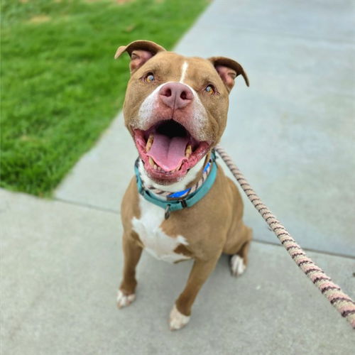 picture of the dog needing adoption