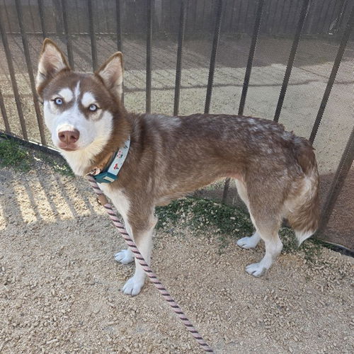 picture of the dog needing adoption