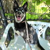 adoptable Dog in  named *MIA