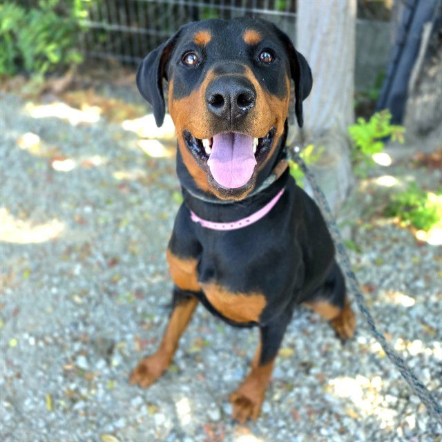 adoptable Dog in Long Beach, CA named *TINA