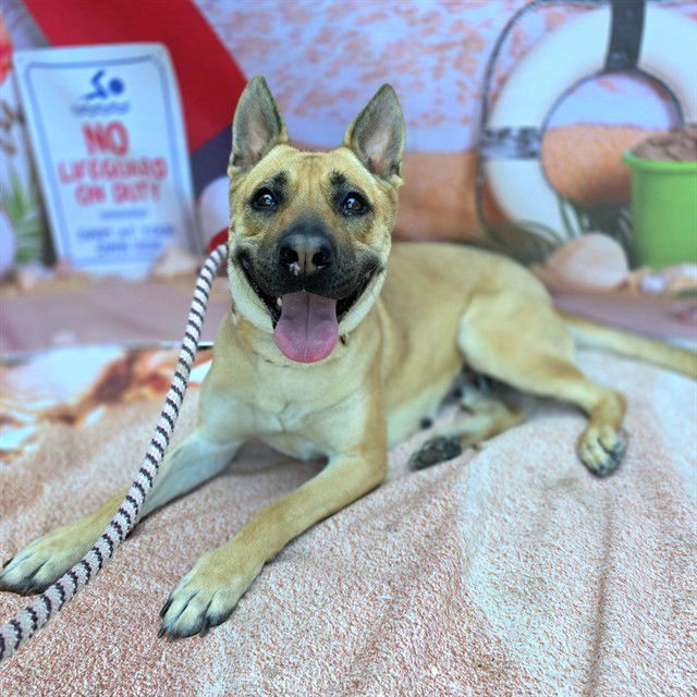 adoptable Dog in Long Beach, CA named *HOLLY