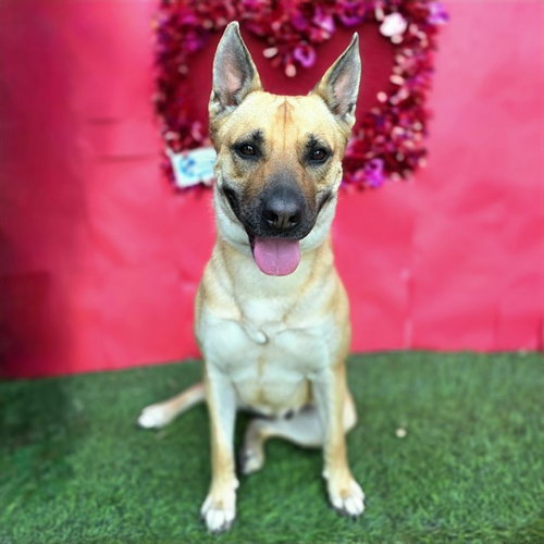 *HOLLY - German Shepherd Dog / Pit Bull Terrier available for adoption
