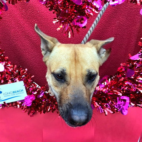 *HOLLY - German Shepherd Dog / Pit Bull Terrier available for adoption