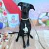adoptable Dog in long beach, CA named *BLOSSOM