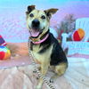 adoptable Dog in  named RILEY