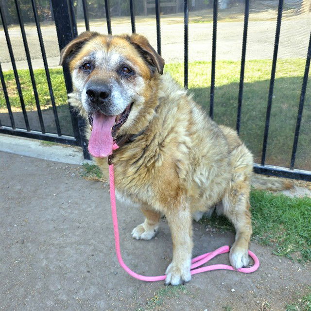 adoptable Dog in Long Beach, CA named ROCKY