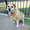adoptable Dog in  named ROCKY