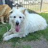 adoptable Dog in  named MILO