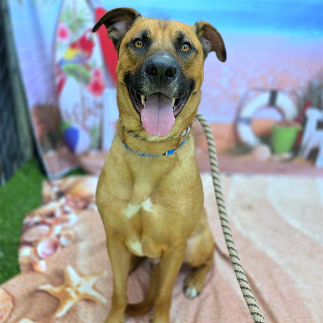 adoptable Dog in Long Beach, CA named *HOLIDAY