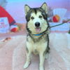 adoptable Dog in Long Beach, CA named *JUNEAU