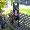 adoptable Dog in Long Beach, CA named *DIEGO