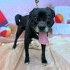 adoptable Dog in Long Beach, CA named *WEBBER