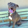 adoptable Dog in Long Beach, CA named *TOMAS