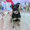 adoptable Dog in  named *DETROIT