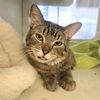 adoptable Cat in Long Beach, CA named *SWISH