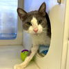 adoptable Cat in Long Beach, CA named *MANNY