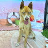 adoptable Dog in  named *KAPOW