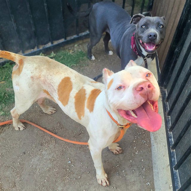 adoptable Dog in Long Beach, CA named *NASH