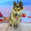 adoptable Dog in  named *HOUSTON