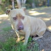 adoptable Dog in  named *MARMALADE