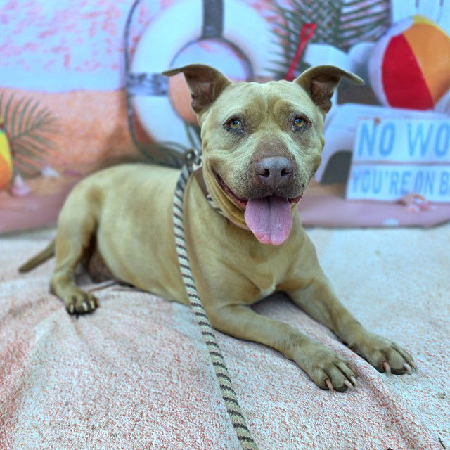 adoptable Dog in Long Beach, CA named *MARMALADE