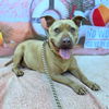 adoptable Dog in  named *MARMALADE